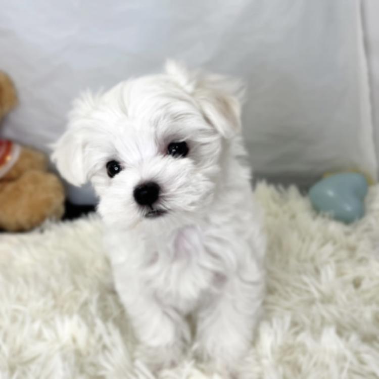 animal_image
