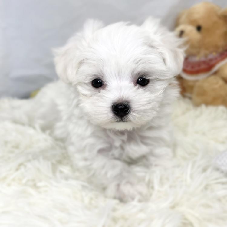 animal_image