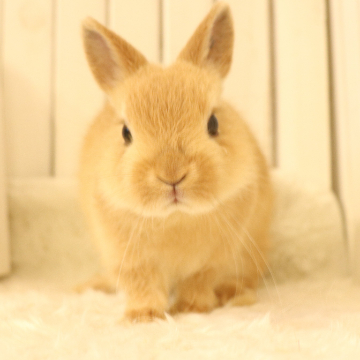 animal_image