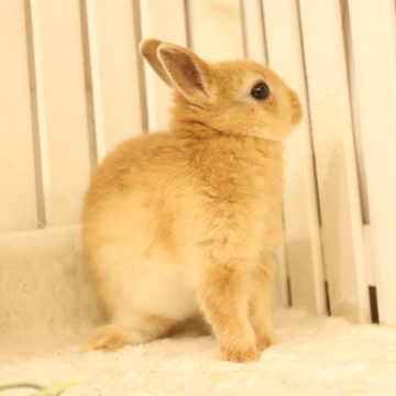animal_image