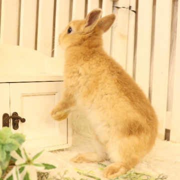 animal_image