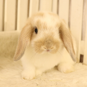 animal_image