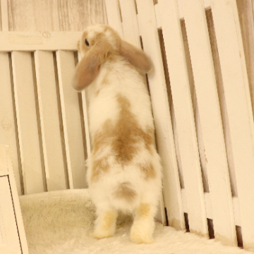 animal_image