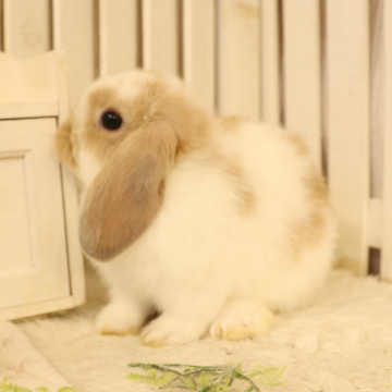 animal_image