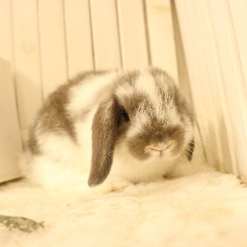 animal_image