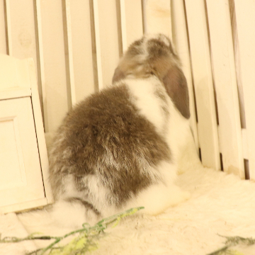 animal_image