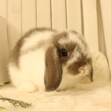 animal_image
