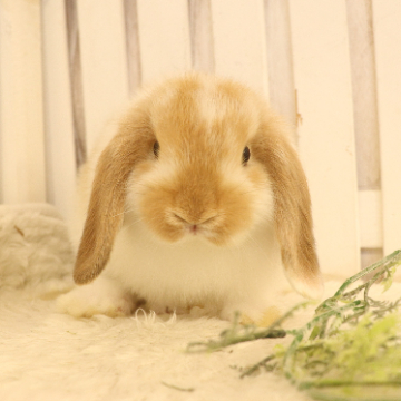 animal_image