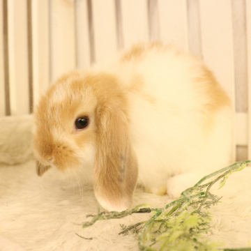 animal_image