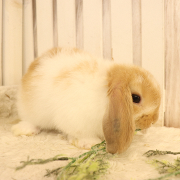 animal_image