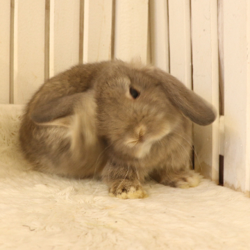 animal_image