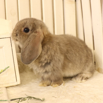 animal_image