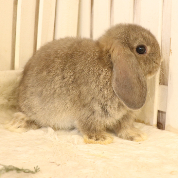 animal_image