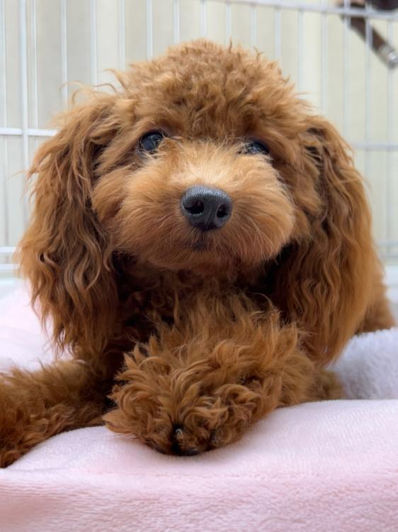 animal_image