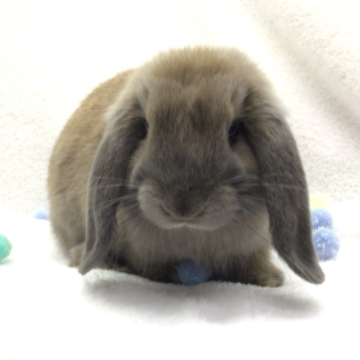animal_image