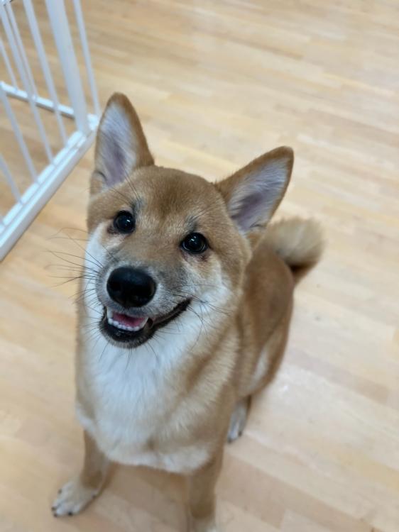 animal_image