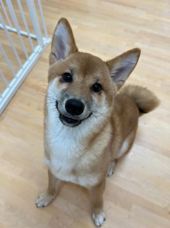 animal_image