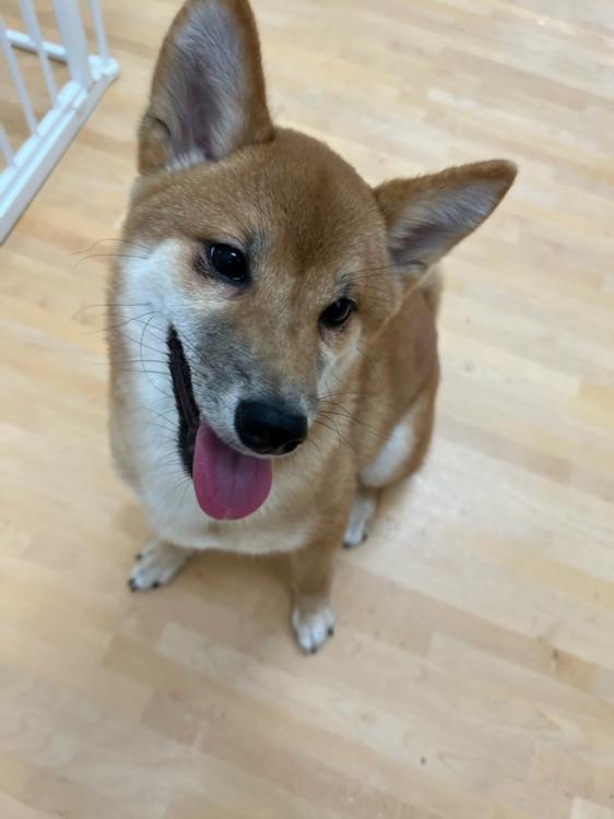 animal_image