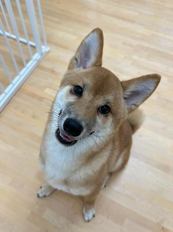 animal_image