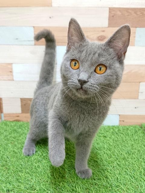 animal_image