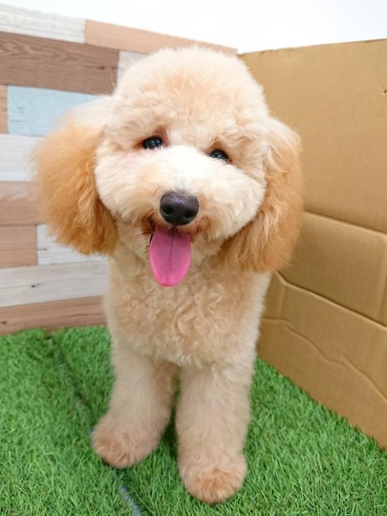 animal_image