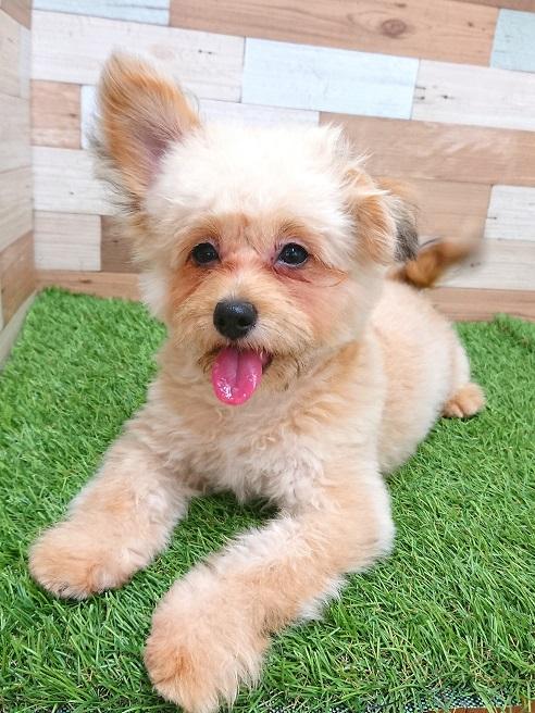 animal_image