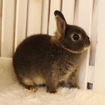 animal_image