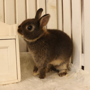 animal_image