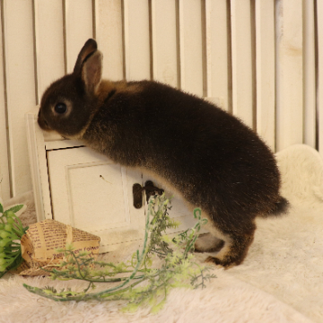 animal_image
