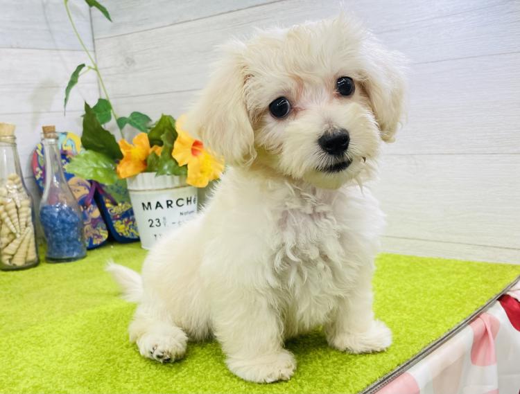 animal_image