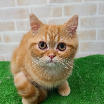 animal_image