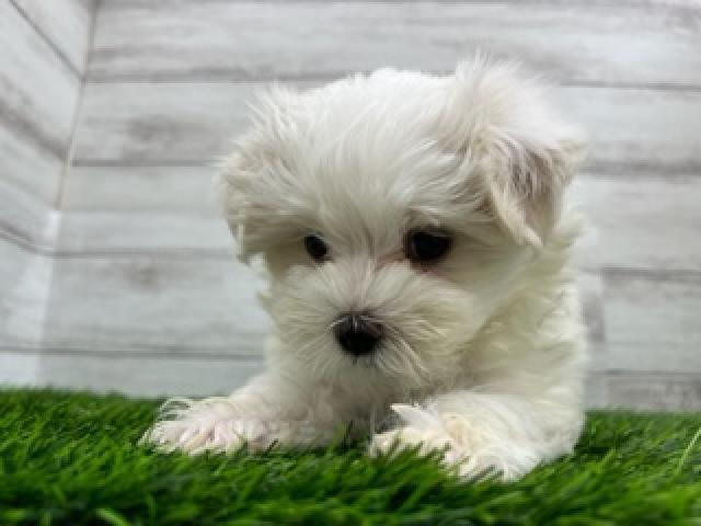 animal_image