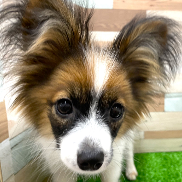 animal_image