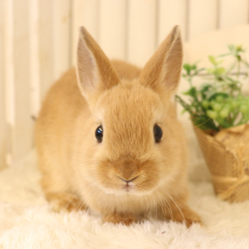 animal_image