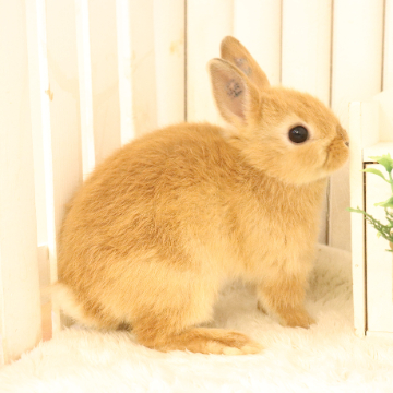 animal_image