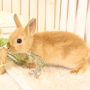 animal_image