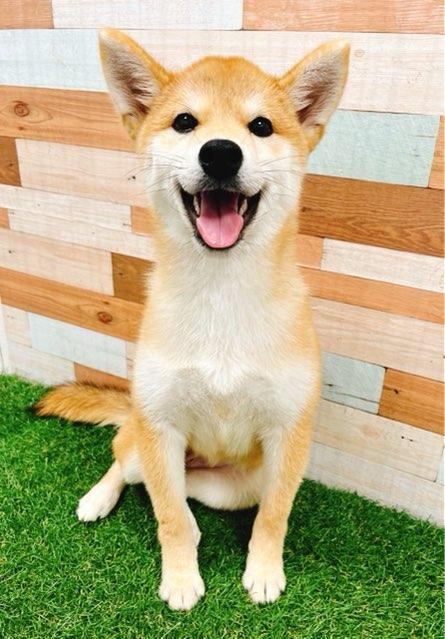 animal_image