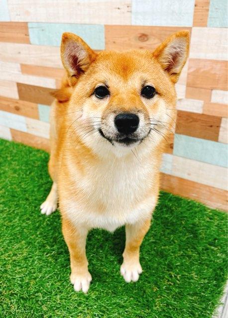 animal_image