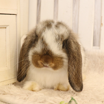 animal_image
