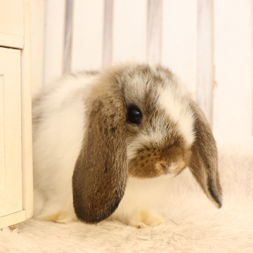 animal_image