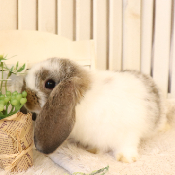 animal_image
