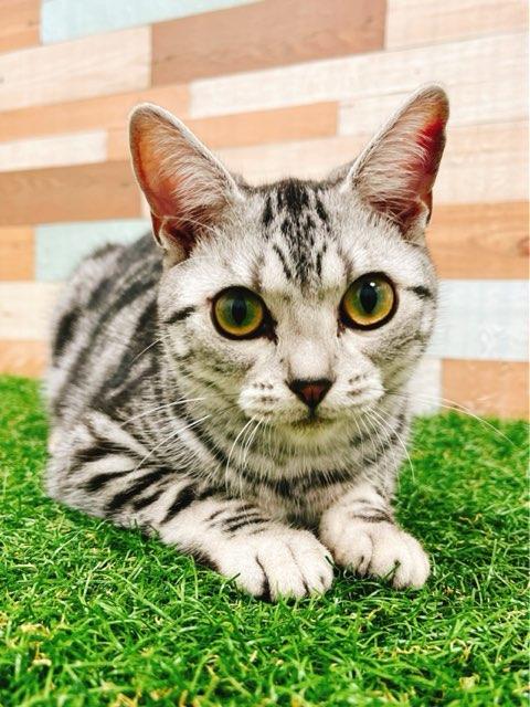 animal_image