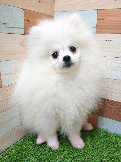 animal_image