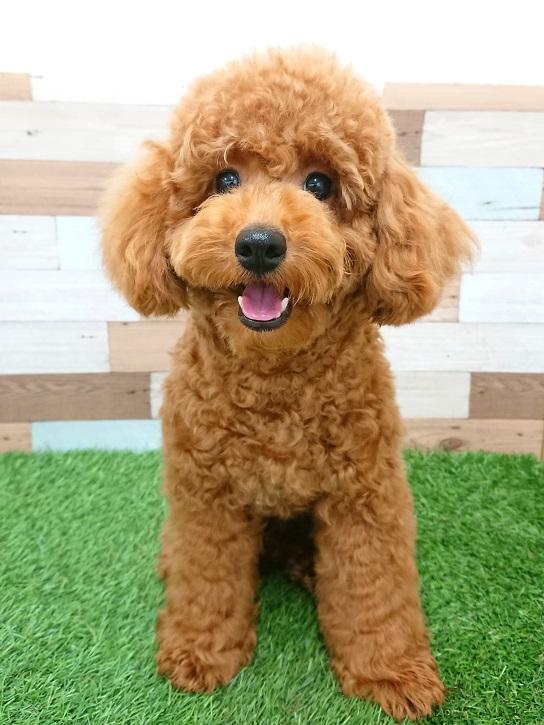 animal_image