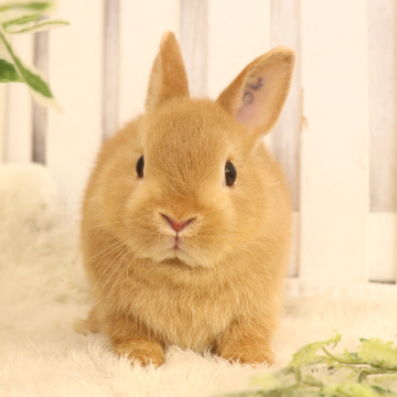 animal_image