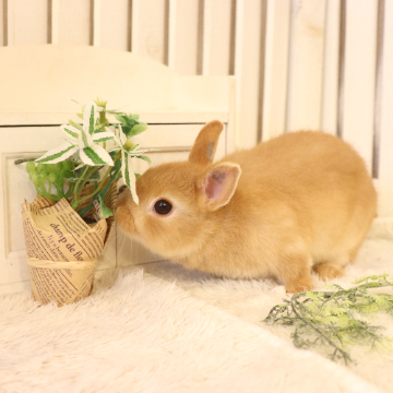 animal_image
