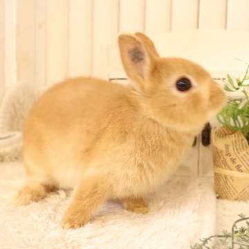 animal_image