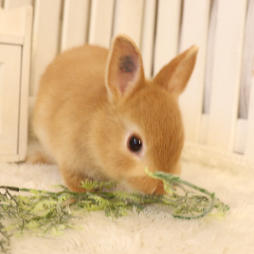 animal_image