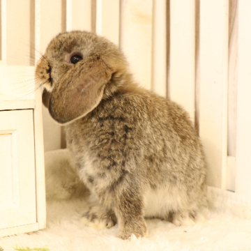 animal_image