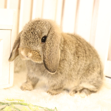 animal_image